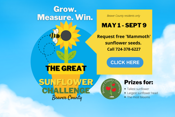 The Great Sunflower Challenge.  May 1- Sept 9.